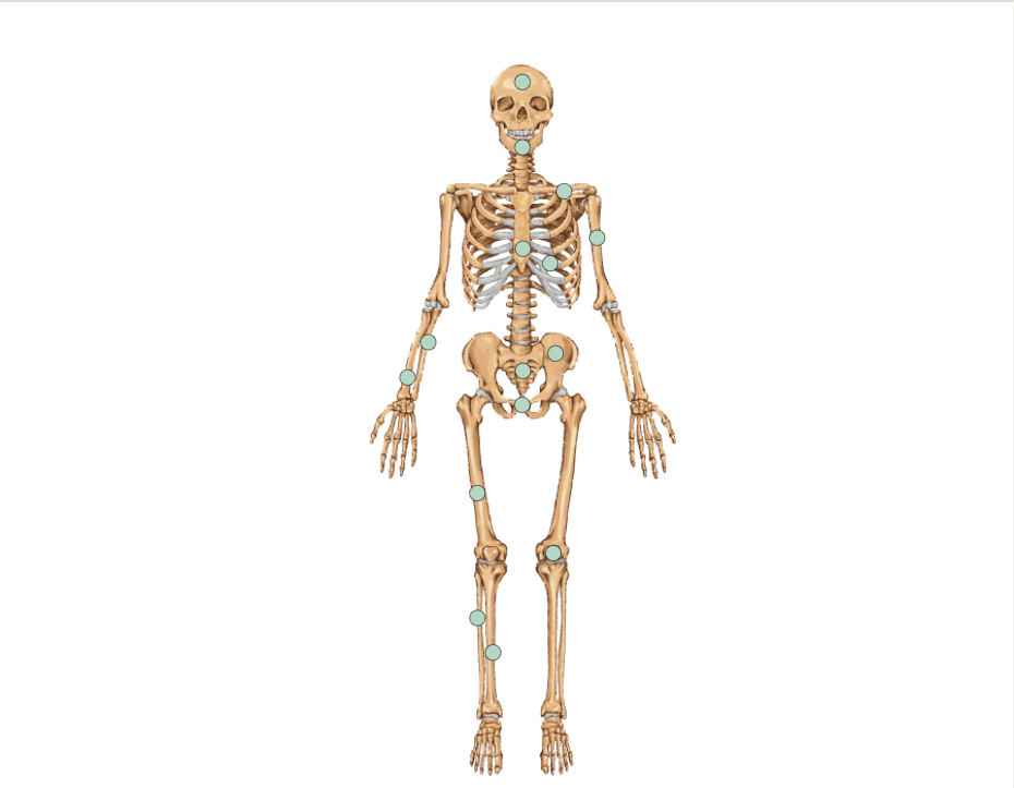 أنواع العظام في جسم الإنسان
