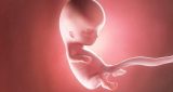 الأسبوع العاشر من الحمل: نمو الطفل والتغيرات في الام