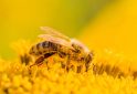 حبوب لقاح النحل وفعاليتها في الخصوبة