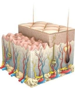شكل الطبقة القرنيه التي تحمي الجلد من العوامل الخارجية