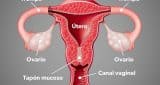 كيفية التعرف على السدادة المخاطية في الحمل؟