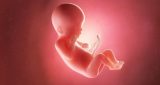 19 أسبوع من الحمل: نمو الطفل والتغيرات في المرأة