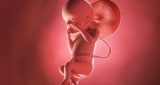 الاسبوع الثالث والعشرين من الحمل: نمو الطفل والتغيرات في المرأة