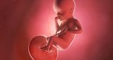 25 أسبوع من الحمل: نمو الطفل والتغيرات في المرأة