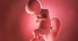 28 أسبوع من الحمل: نمو الطفل والتغيرات في المرأة