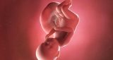38 أسبوع من الحمل: نمو الطفل والتغيرات في المرأة