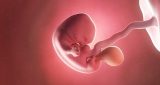 7 أسابيع من الحمل: نمو الطفل والتغيرات في المرأة