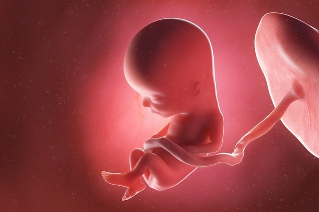 desarrollo del bebe con 13 semanas de embarazo 53712 l