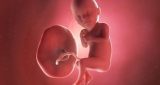 33 أسبوع من الحمل: نمو الطفل والتغيرات في المرأة