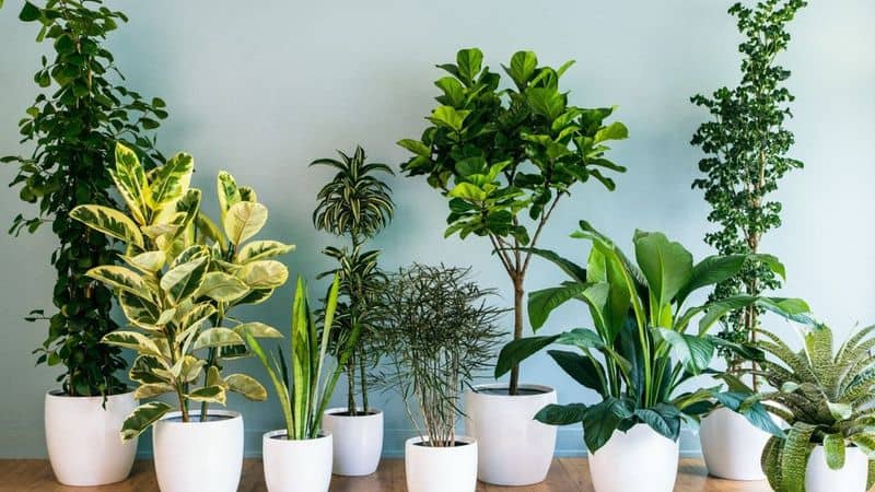 plantas purifcar aire1
