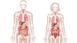 ما هي مكونات العظام في جسم الانسان؟ معجزات الهيكل العظمي